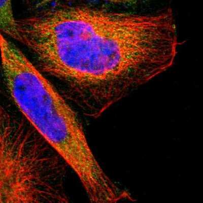 Immunocytochemistry/ Immunofluorescence: TSC22D4 Antibody [NBP1-80688]