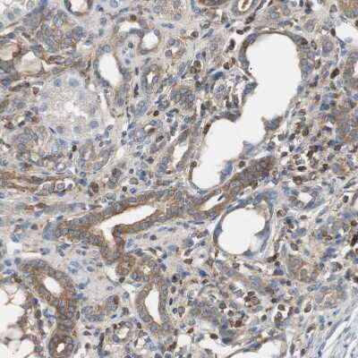 Immunohistochemistry-Paraffin: TSC22D4 Antibody [NBP1-80688]