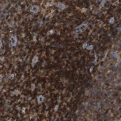 Immunohistochemistry-Paraffin: TSC22D4 Antibody [NBP1-80688]