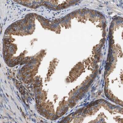 Immunohistochemistry-Paraffin: TSC22D4 Antibody [NBP1-80688]