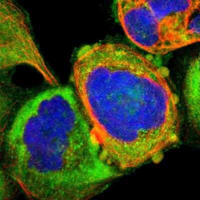 Immunocytochemistry/ Immunofluorescence: TSG101 Antibody [NBP1-80659]