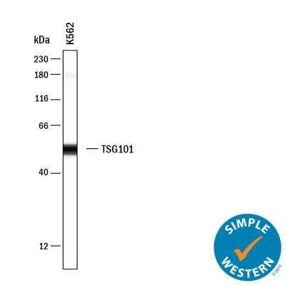 Simple Western: TSG101 Antibody (JJ0900) [NBP2-67884]