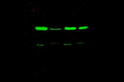 Western Blot: TSG101 Antibody [NBP2-98994]