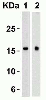 Western Blot: TSLP AntibodyBSA Free [NB110-55234]