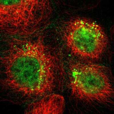 Immunocytochemistry/ Immunofluorescence: TSPAN1 Antibody [NBP2-33867]
