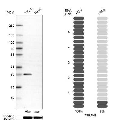 Western Blot: TSPAN1 Antibody [NBP2-33867]
