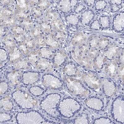 Immunohistochemistry-Paraffin: TSPAN16 Antibody [NBP3-16969]