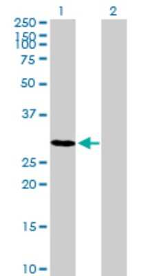 Western Blot: TSPAN17 Antibody [H00026262-B01P]