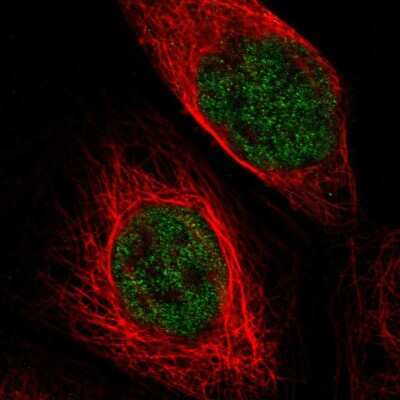 Immunocytochemistry/ Immunofluorescence: TSPAN2 Antibody [NBP1-87397]