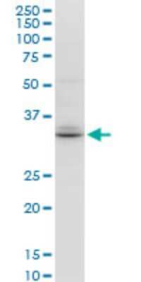 Western Blot: TSPAN32/TSSC6 Antibody (2G12) [H00010077-M04]