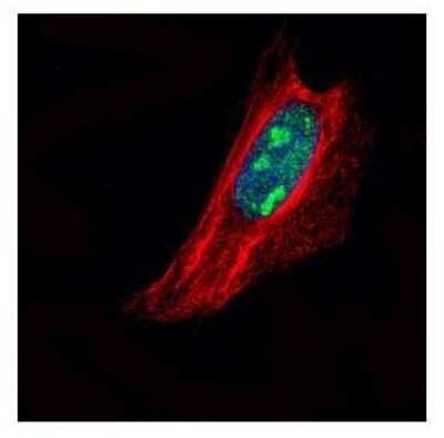 Immunocytochemistry/ Immunofluorescence: TSPYL1 Antibody [NBP1-33107]