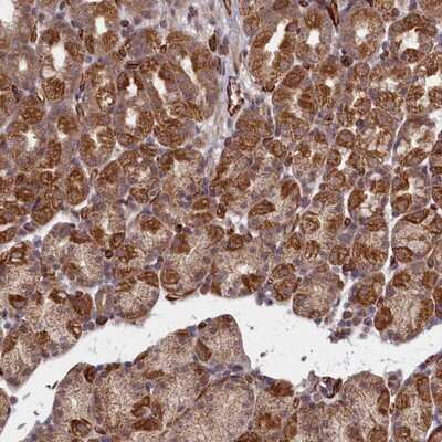 Immunohistochemistry-Paraffin: TSPYL4 Antibody [NBP1-92541]