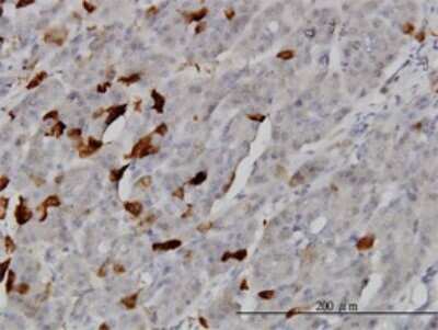 Immunohistochemistry-Paraffin: TSSK2 Antibody (1H2) [H00023617-M02]