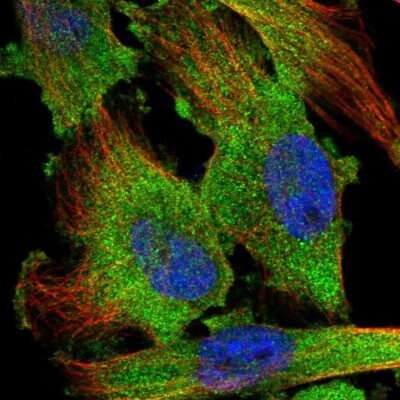 Immunocytochemistry/ Immunofluorescence: TSTA3 Antibody [NBP1-83408]