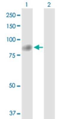 Western Blot: TTC12 Antibody [H00054970-D01P]