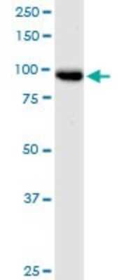 Western Blot: TTC15 Antibody [H00051112-B01P]