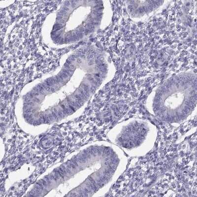 Immunohistochemistry-Paraffin: TTC21A Antibody [NBP2-34008]