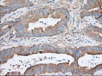 Immunohistochemistry-Paraffin: TTC32 Antibody (OTI1F7) [NBP2-02691]
