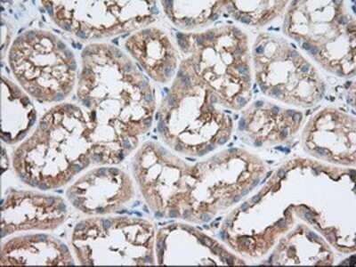 Immunohistochemistry: TTC32 Antibody (OTI1F7) - Azide and BSA Free [NBP2-74656]