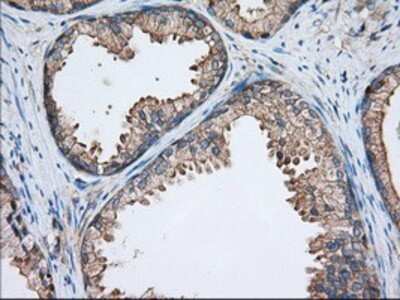 Immunohistochemistry: TTC32 Antibody (OTI1F7) - Azide and BSA Free [NBP2-74656]