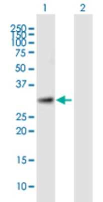 Western Blot: EMC2 Antibody [H00009694-B01P]