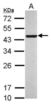 Western Blot: TTC40 Antibody [NBP2-15632]