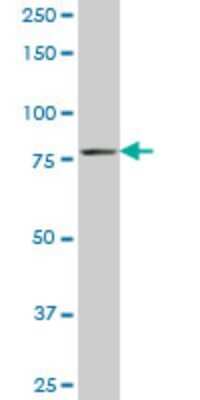 Western Blot: TTF2 Antibody (1E8) [H00008458-M06]