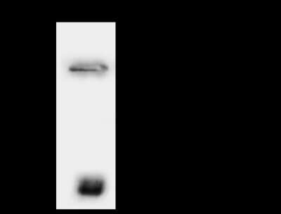 Immunoprecipitation: TTF2 Antibody [NBP2-97769]