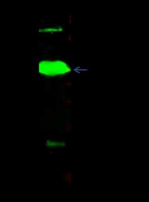 Immunoprecipitation: TTF2 Antibody [NBP2-98952]