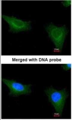 Immunocytochemistry/ Immunofluorescence: TTLL1 Antibody [NBP1-32805]