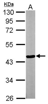 Western Blot: TTLL1 Antibody [NBP1-32805]