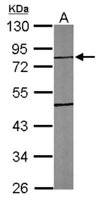 Western Blot: TTLL10 Antibody [NBP2-20755]