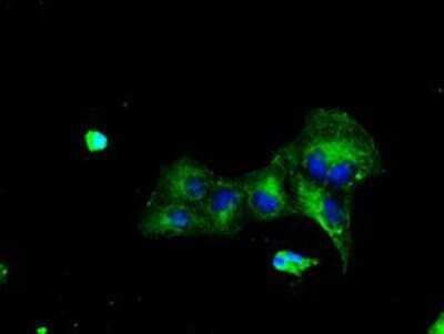 Immunocytochemistry/ Immunofluorescence: TTLL12 Antibody (OTI7F11) - Azide and BSA Free [NBP2-74676]