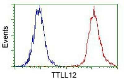 Flow Cytometry: TTLL12 Antibody (OTI7F11) [NBP2-02216]
