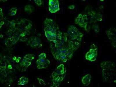 Immunocytochemistry/ Immunofluorescence: TTLL12 Antibody (OTI7F11) [NBP2-02216]