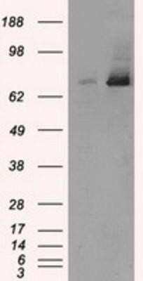 Western Blot: TTLL12 Antibody (OTI7F11) [NBP2-02216]