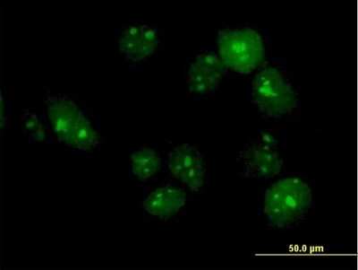 Immunocytochemistry/ Immunofluorescence: TTLL6 Antibody [H00284076-B01P]
