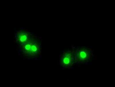 Immunocytochemistry/ Immunofluorescence: TTP Antibody (OTI8B5) [NBP2-02105]