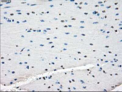 Immunohistochemistry-Paraffin: TTP Antibody (OTI8B5) [NBP2-02105]
