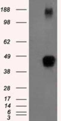 Western Blot: TTP Antibody (OTI8B5)Azide and BSA Free [NBP2-74681]