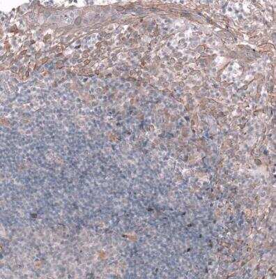 Immunohistochemistry-Paraffin: TTYH3 Antibody [NBP2-30621]