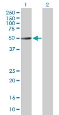 Western Blot: TUBA3D Antibody [H00113457-B01P]