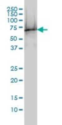 Western Blot: TUBA6 Antibody (1D2-H5) [H00084790-M01]