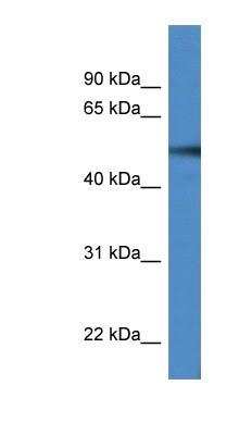 Western Blot: TUBA6 Antibody [NBP1-79849]