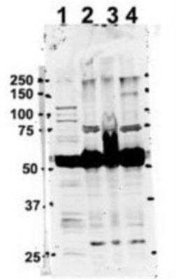 Western Blot: TUBA6 Antibody [NBP1-79850]