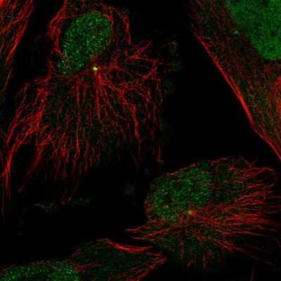 Immunocytochemistry/ Immunofluorescence: TUBGCP2 Antibody [NBP1-81841]