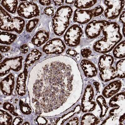 Immunohistochemistry-Paraffin: TUFM Antibody (CL2243) [NBP2-36752]