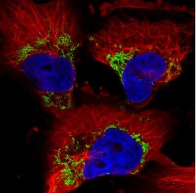 Immunocytochemistry/ Immunofluorescence: TUFM Antibody (CL2245) [NBP2-36753]