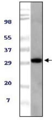 Western Blot: TUG Antibody (4A11A6G11)BSA Free [NBP1-47360]