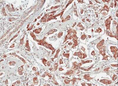 Immunohistochemistry-Paraffin: TULP1 Antibody [NBP1-31401]
